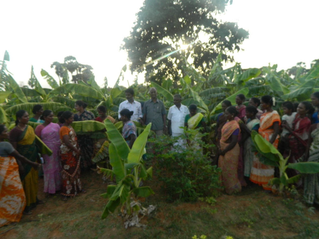 Banana Cultivation Training